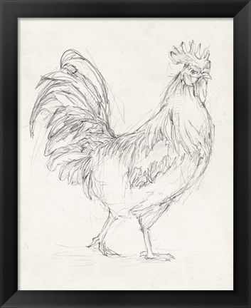 Framed Rooster Sketch I Print