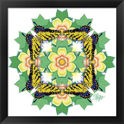 Framed Tulip Poplar Tiger Swallowtail Mandala Print