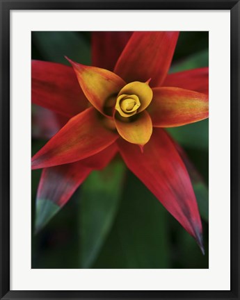 Framed Bromeliad Burst IV Print