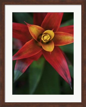 Framed Bromeliad Burst IV Print