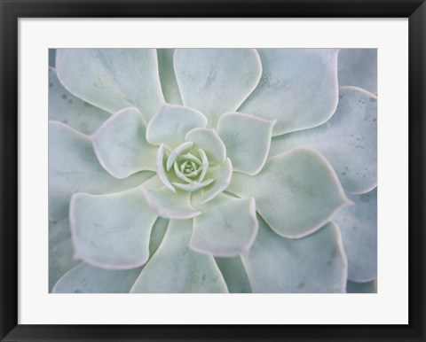 Framed Storybook Succulent I Print