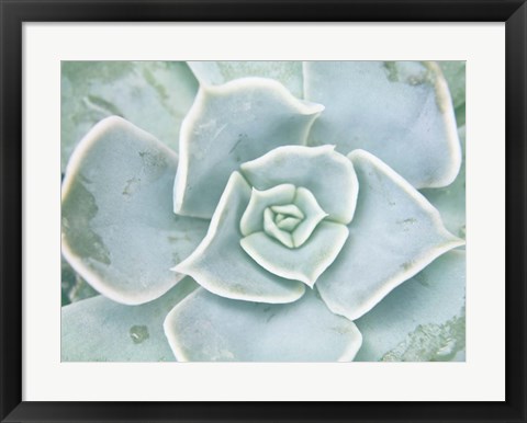 Framed Storybook Succulent II Print