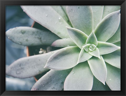 Framed Storybook Succulent III Print