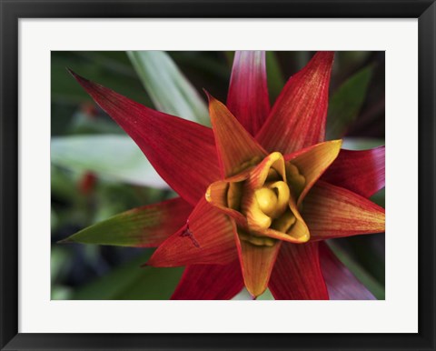 Framed Bromeliad Burst I Print