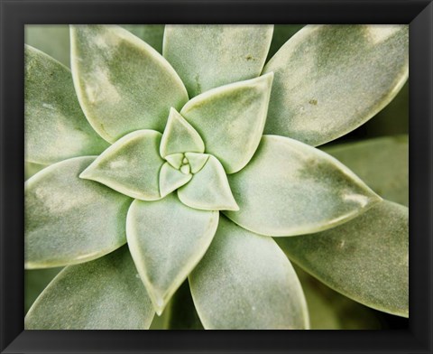 Framed Spring Succulent I Print