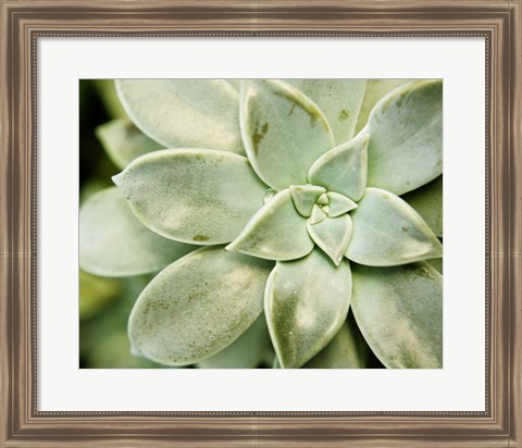 Framed Spring Succulent II Print