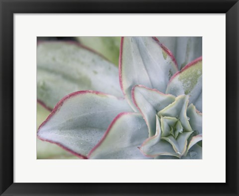 Framed Desert Star I Print