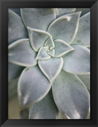 Framed Hanging Garden Succulent I Print