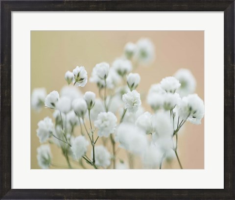 Framed Baby&#39;s Breath Study II Print