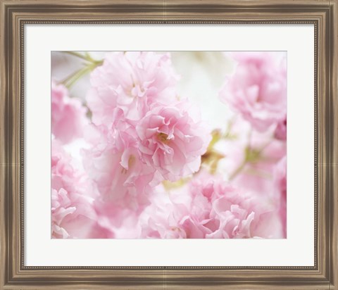 Framed Cherry Blossom Study V Print