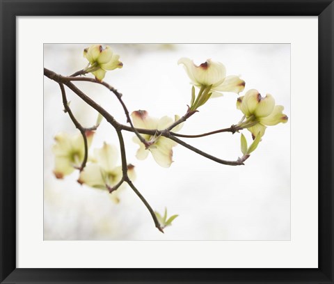 Framed Dogwood Detail I Print