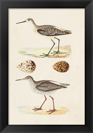 Framed Sandpipers &amp; Eggs II Print