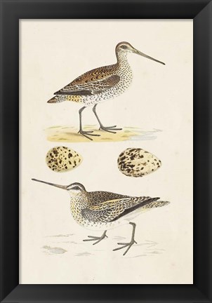 Framed Sandpipers &amp; Eggs III Print