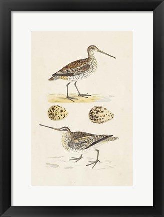 Framed Sandpipers &amp; Eggs III Print