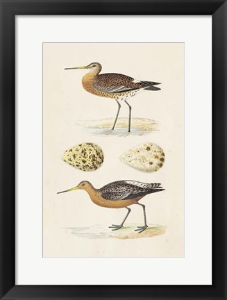 Framed Sandpipers &amp; Eggs IV Print