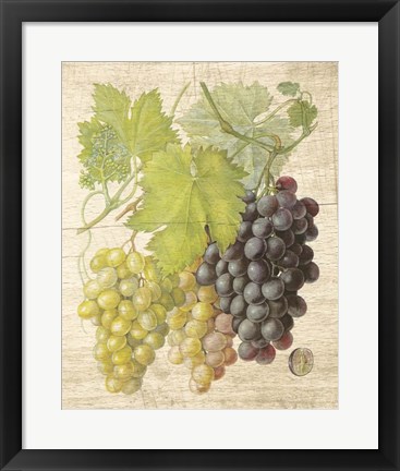 Framed Grapevine I Print