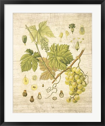 Framed Grapevine II Print