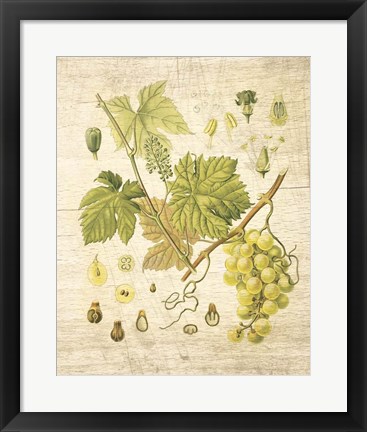 Framed Grapevine II Print