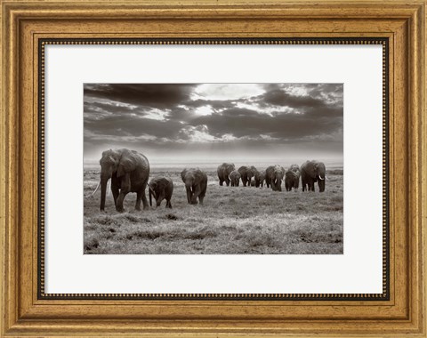 Framed Amboseli elephants Print