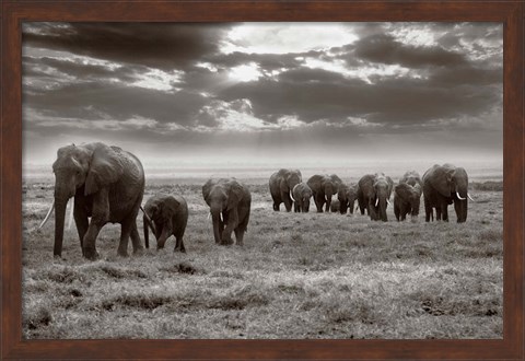 Framed Amboseli elephants Print