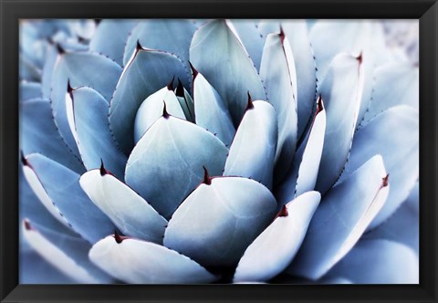 Framed Summer Succulent Symphony 14 Print