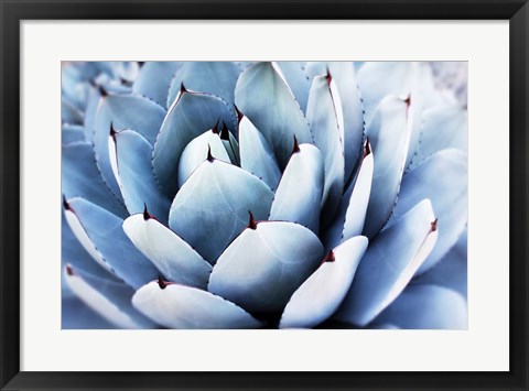 Framed Summer Succulent Symphony 14 Print