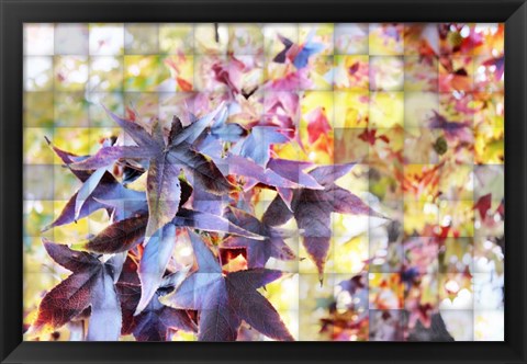 Framed Autumn Leaves 4 Print