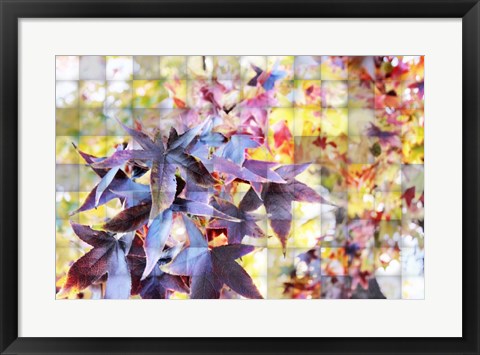 Framed Autumn Leaves 4 Print