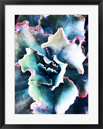 Framed Pink Blue Succulent 1 Print