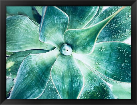 Framed Green Tropical Succulent Beauty 2 Print