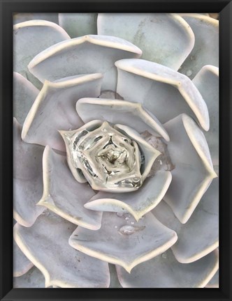 Framed Pastel Echeveria 2 Print