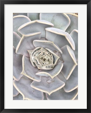 Framed Pastel Echeveria 2 Print