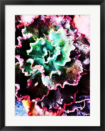 Framed Exotic Succulent Plant Print