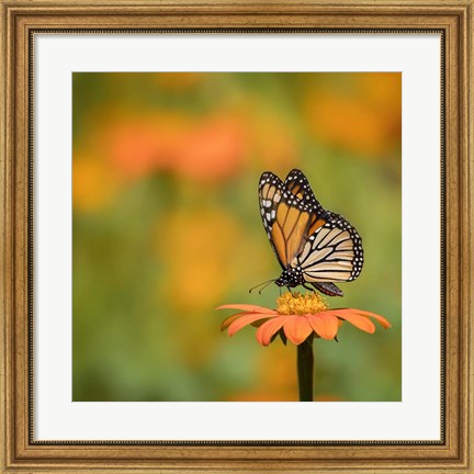 Framed Butterfly Portrait IV Print