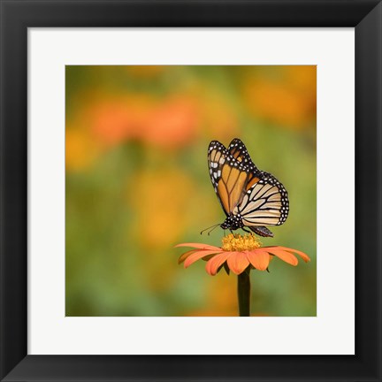 Framed Butterfly Portrait IV Print