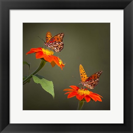 Framed Butterfly Portrait VI Print