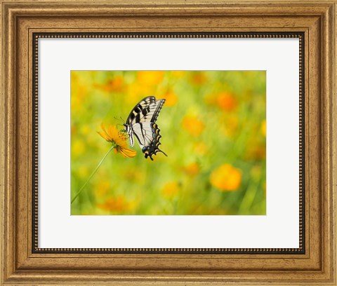 Framed Butterfly Portrait VIII Print