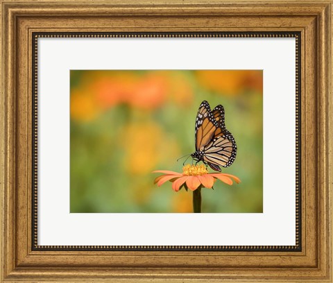 Framed Butterfly Portrait IX Print