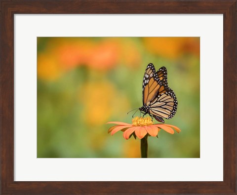 Framed Butterfly Portrait IX Print