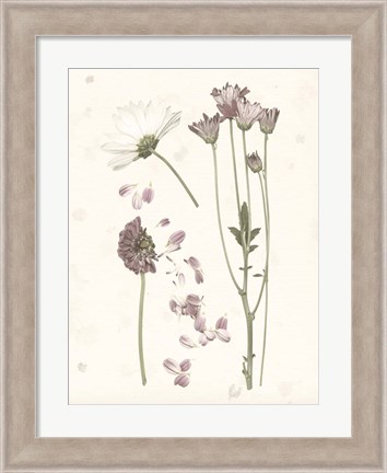 Framed Pressed Blooms II Print