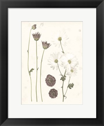 Framed Pressed Blooms IV Print