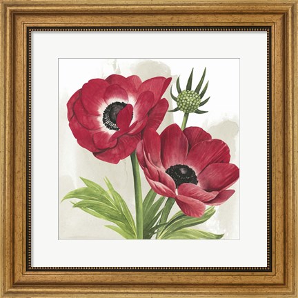 Framed Crimson Anemones I Print