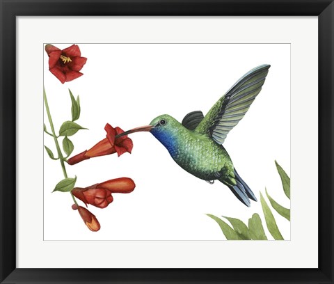 Framed Hummingbird &amp; Flower I Print