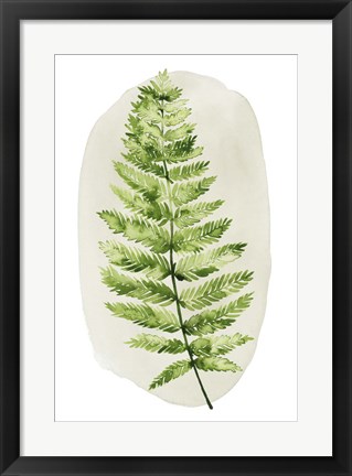 Framed Spot Fern III Print