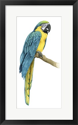 Framed Teal Macaw I Print