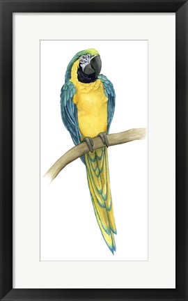 Framed Teal Macaw II Print