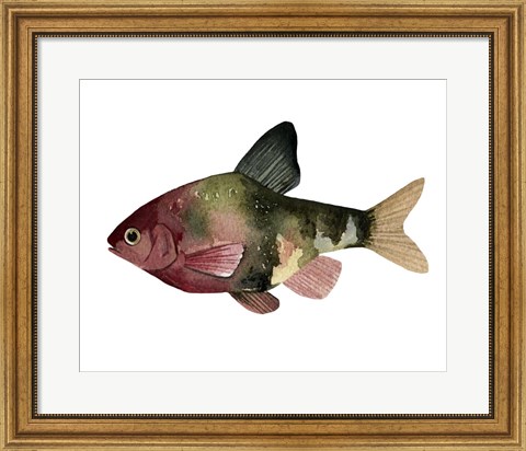 Framed Rainbow Fish IV Print