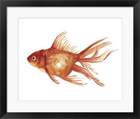 Framed Ornamental Goldfish I Print