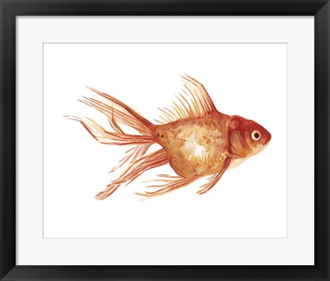 Framed Ornamental Goldfish II Print