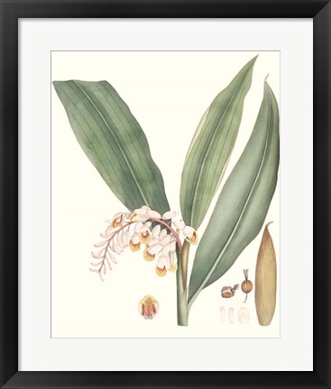 Framed Soft Tropical II Print